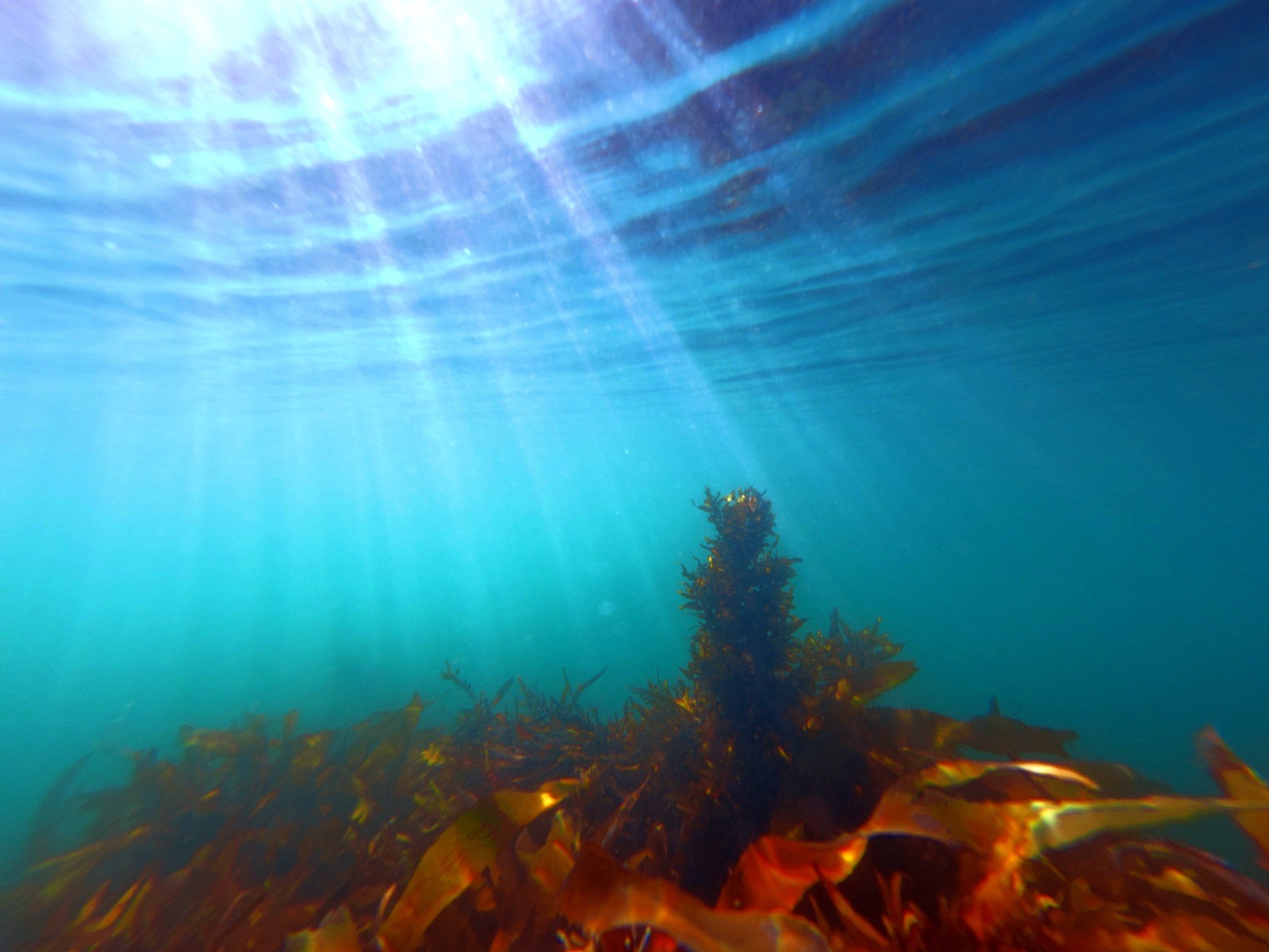 Sunlight breaking through the surface over a kelp bed