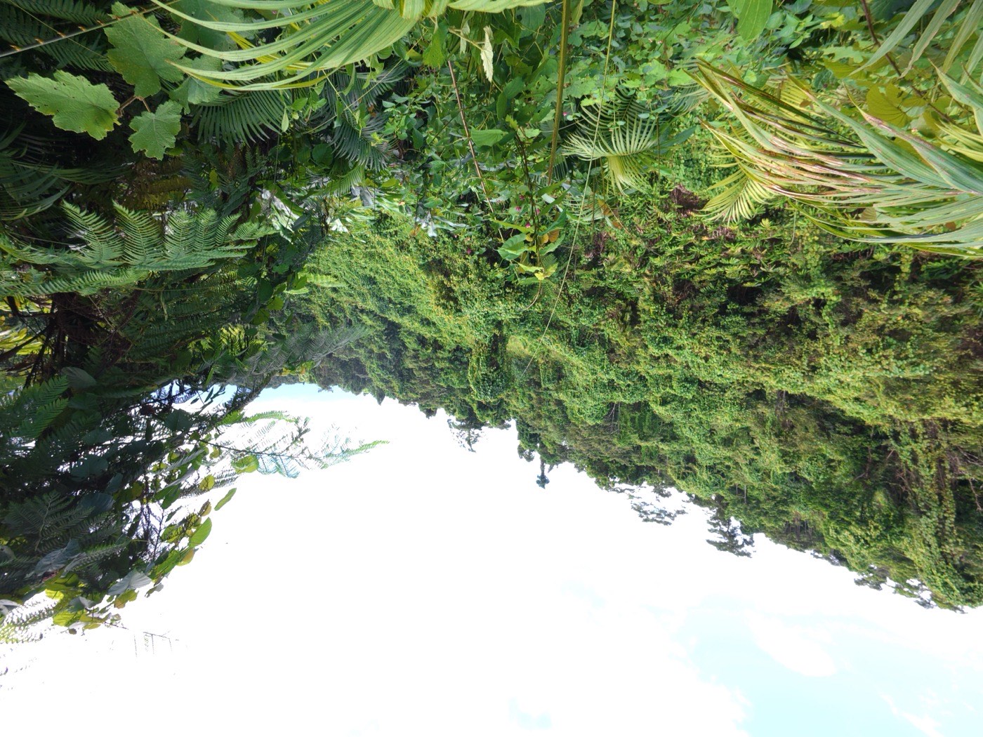 A steep valley of dense native bush and tree ferns