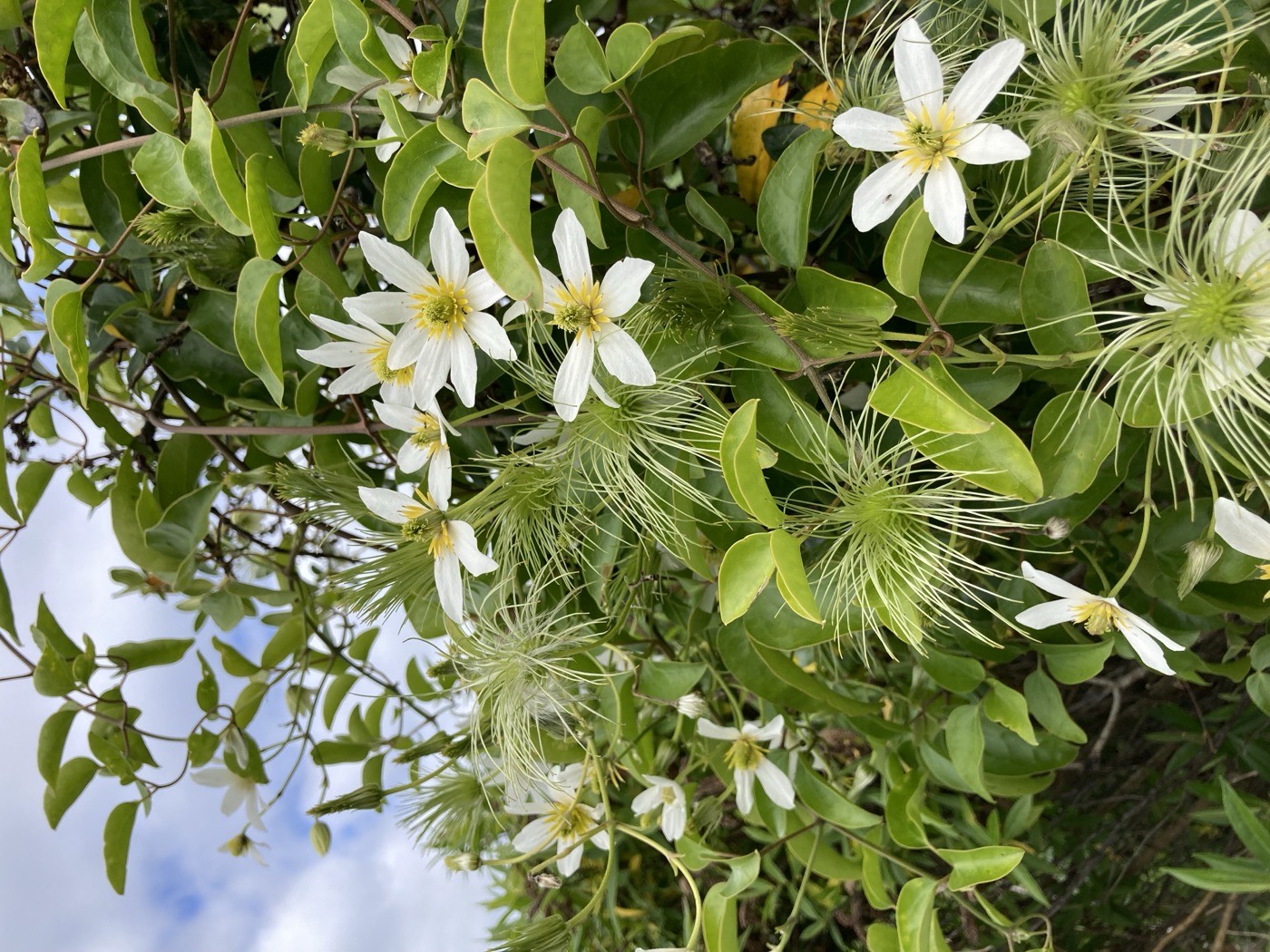 White clematis flowers and seed heads in leafy growth