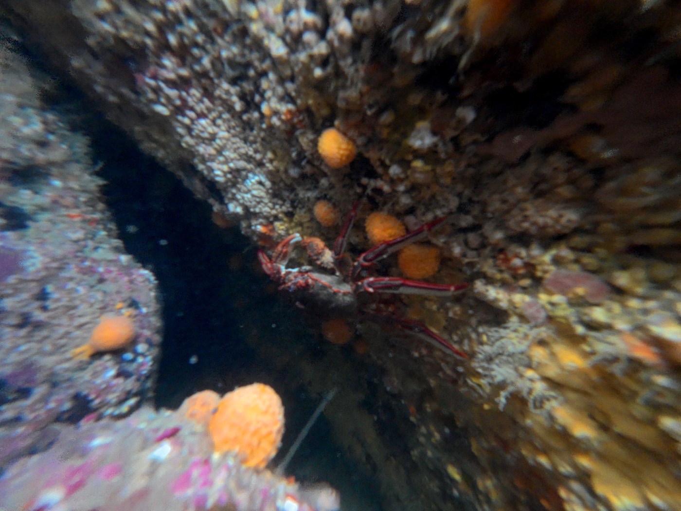 A crayfish tucked into a crevice beneath a reef overhang