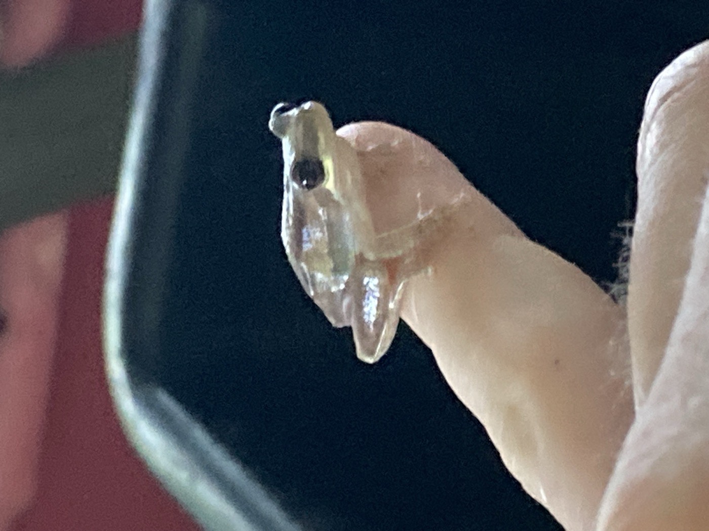 A very small frog perched on a fingertip
