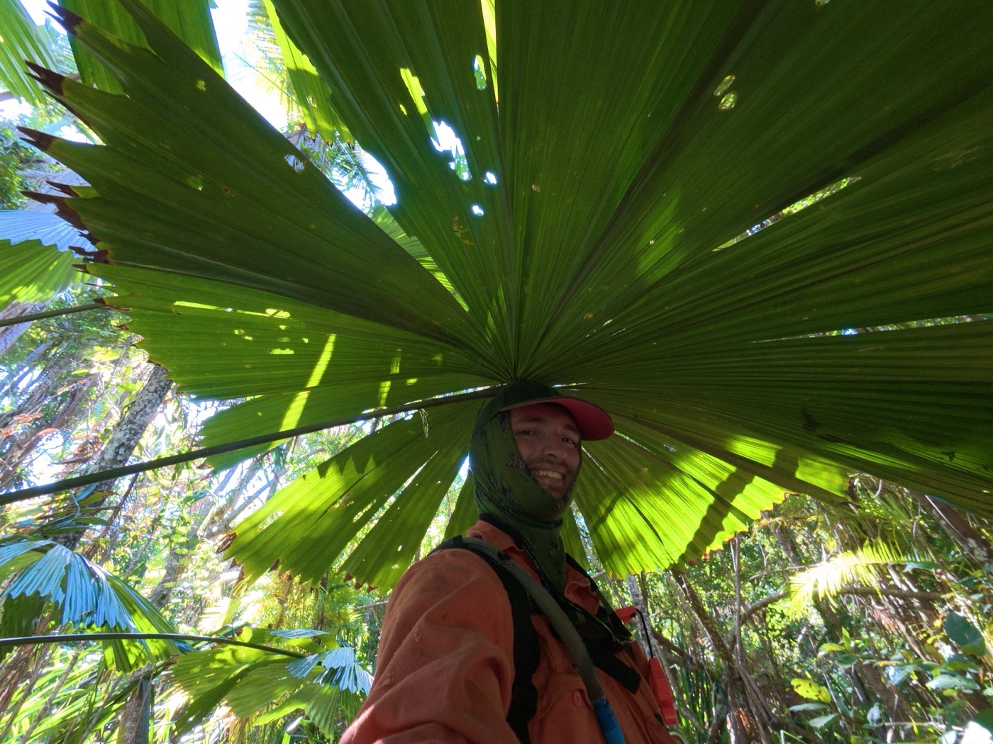 A field worker beneath the fronds of a nikau palm