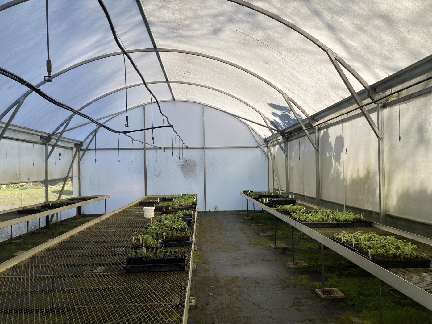 Rows of seedling trays inside a nursery tunnel house