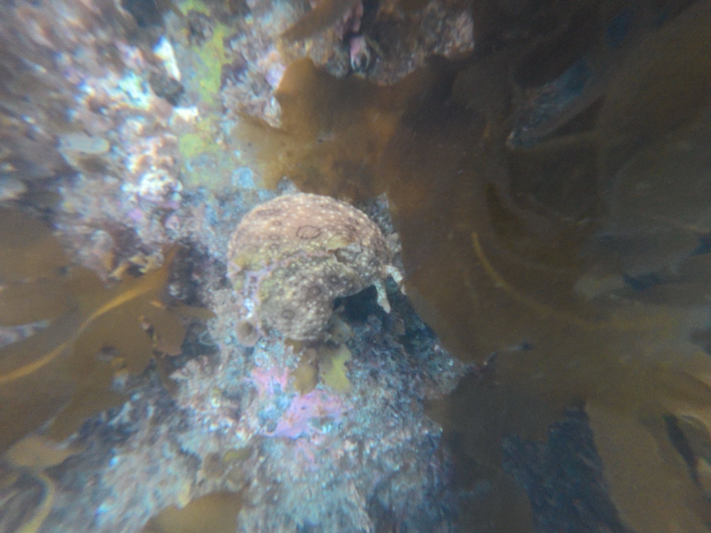 An octopus sheltering among kelp fronds