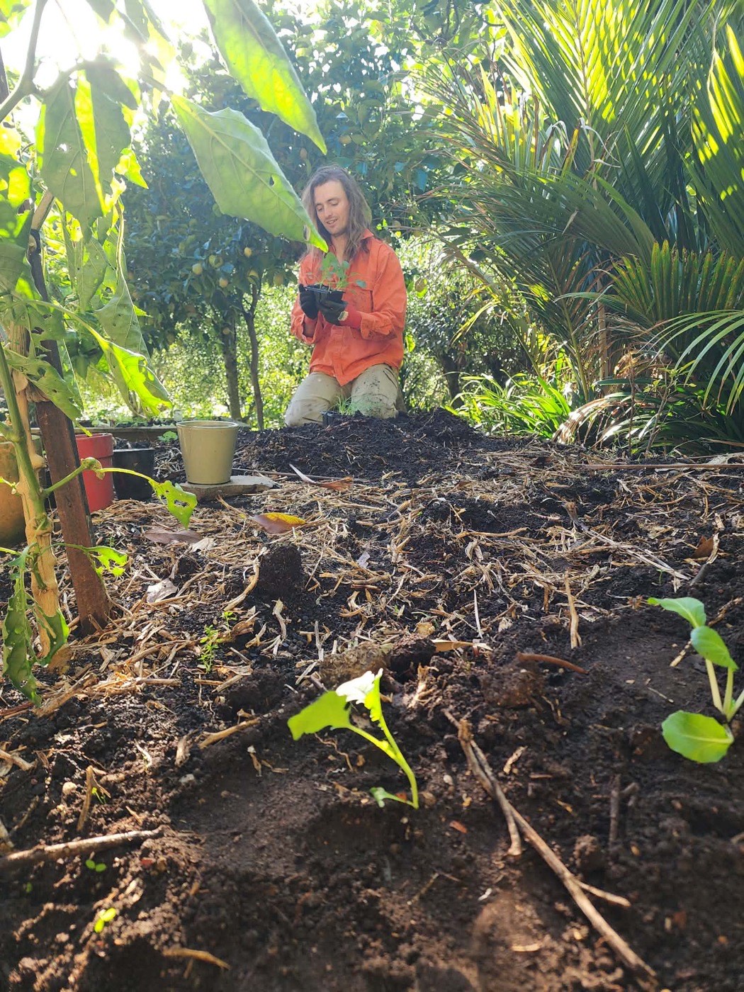 Planting work underway, seedlings in freshly turned soil