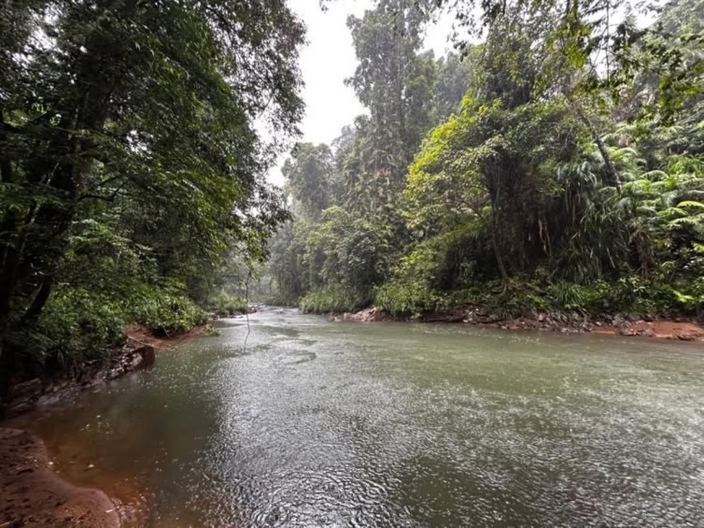 A river running through dense bush