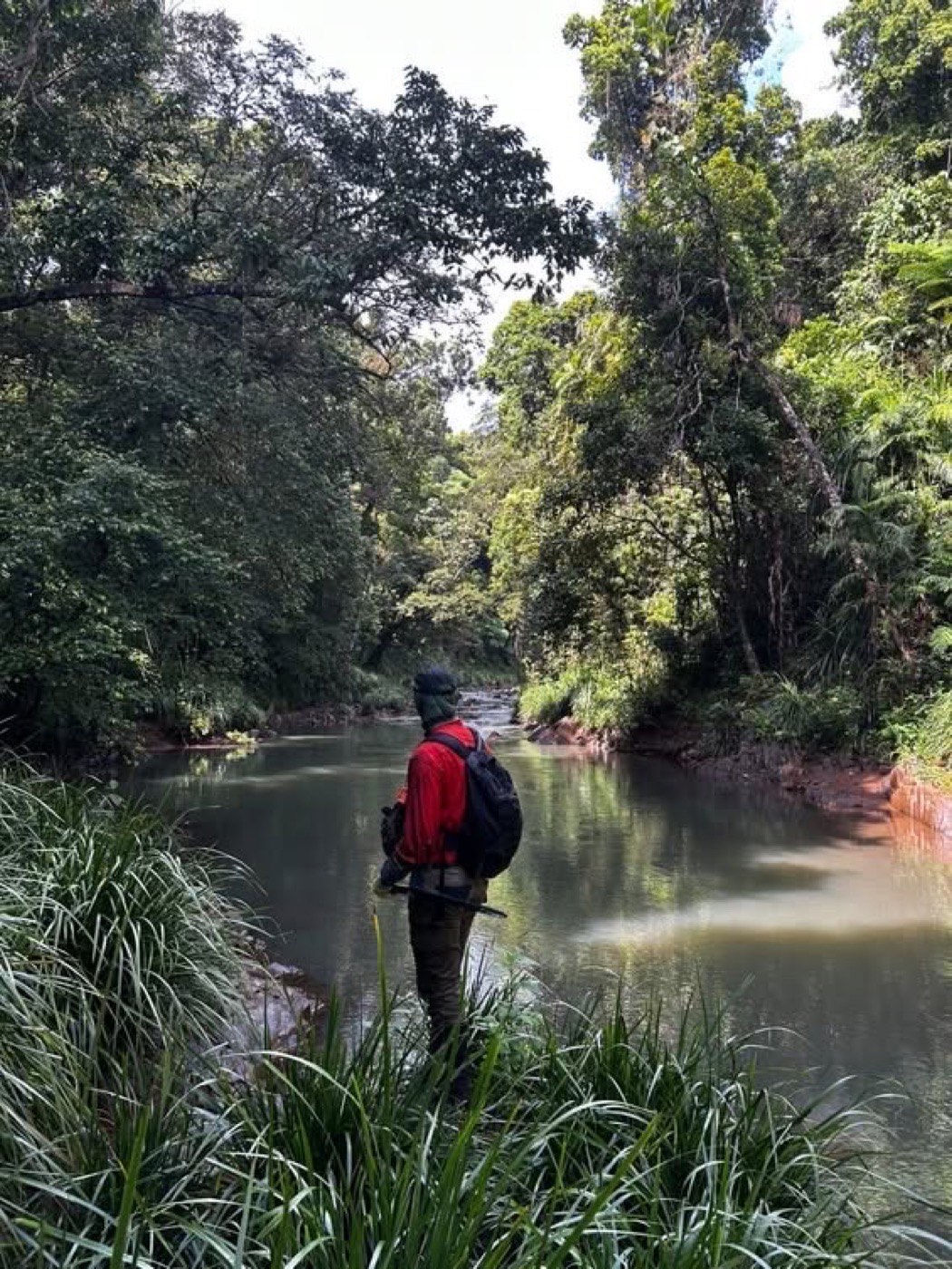 An ecologist wading a river through dense bush