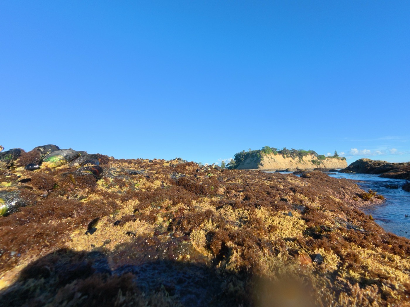 A rocky shore covered in seaweed at low tide under a clear sky