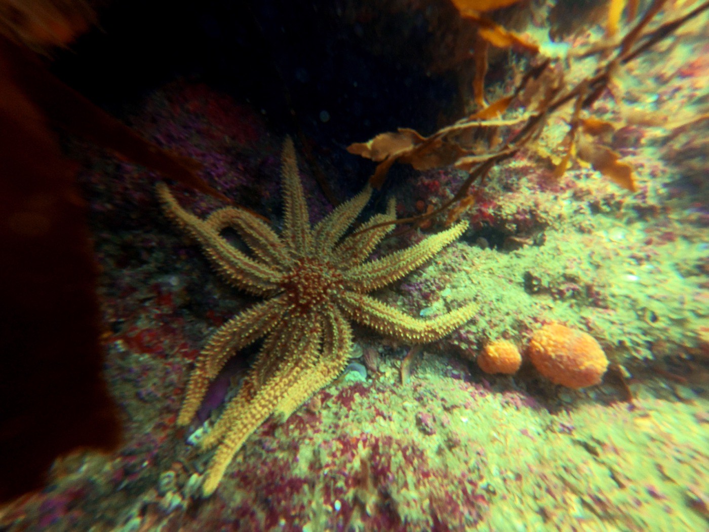 An eleven-armed sea star on a reef among encrusting growth