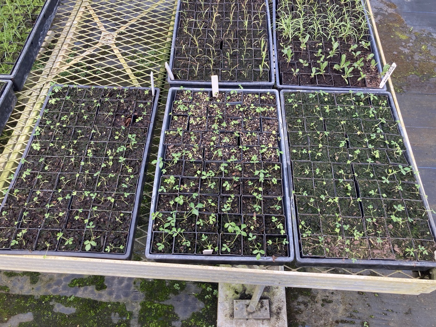 Trays of seedlings growing in a nursery